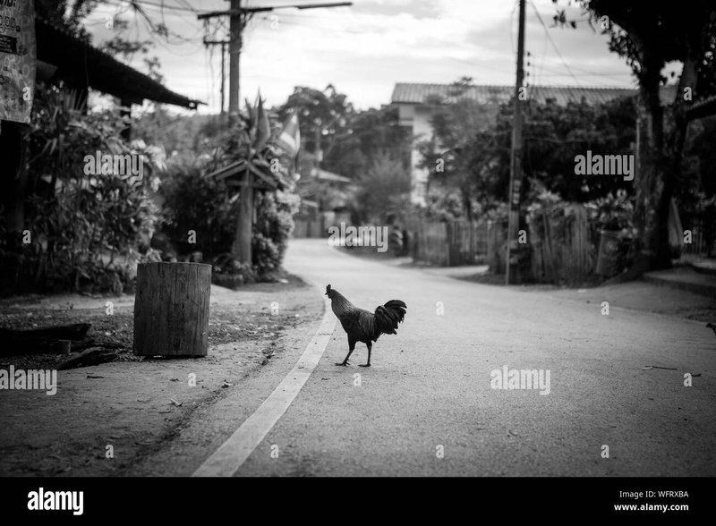 O privire asupra chicken road romania